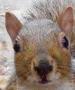 SquirrelBoy