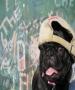 PerkyPug