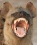 Thehyena