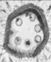 The_Virus