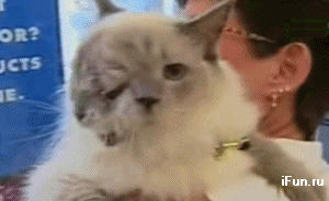 Trolling siamese style