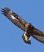 Profilbild på Aquila
