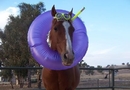 Snel hest