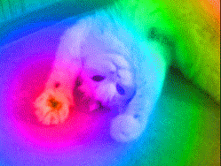 Strobe cat