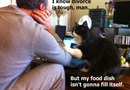 Sympatisk katt