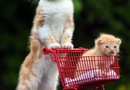 Dags för lite shopping