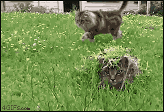 Camouflage cat