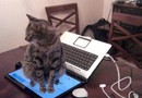 Typical cat