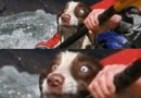 Rädd hund