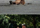 Human bear