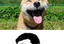 Memes and their dogs