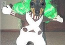 Oompa Loompa hund
