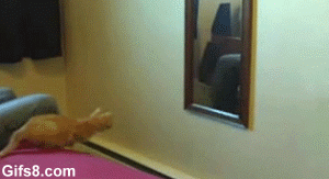 Du är inte harry potter