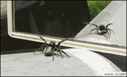 Dansande spindel