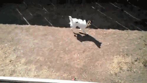 Hund som hoppar högt