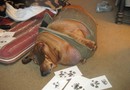 Enormt tjock hund