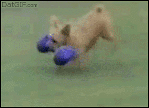 Hunden balanserar vikten