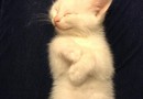 Glad katt
