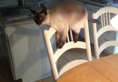 Katt vid matbordet
