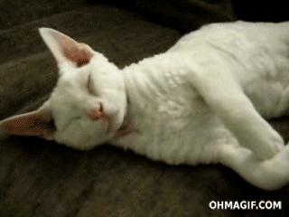 Söt katt