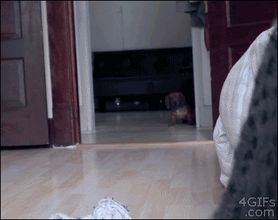 Ninja Hund