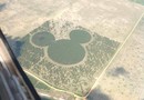 Mickey the field