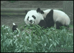 Kung fu panda