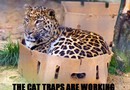 Kattfälla