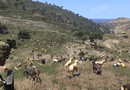 Din tur CoD ( Arma 3)