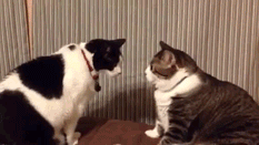Stirrfight