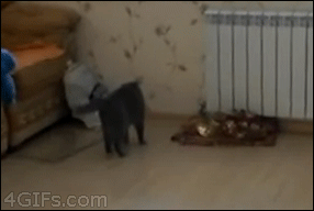 Swagger cat
