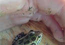 One eyed frog