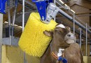 Cow wash
