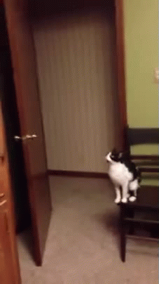 The kitty that could