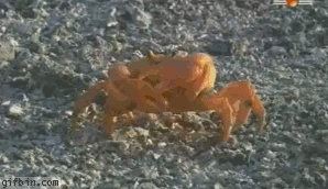 Krabbor är brutala