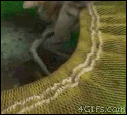 Katt VS Bläckfisk