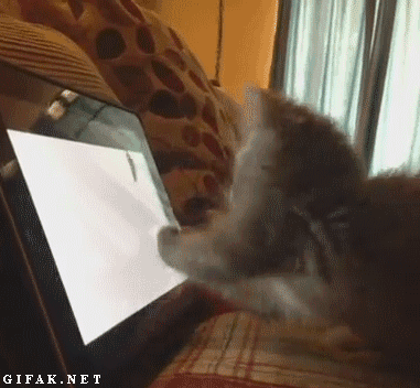 Ninja katt