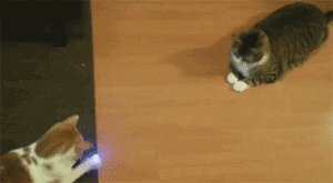 Cat pong