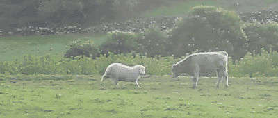 Söt headbutt