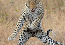 Thriller