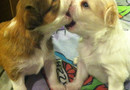 I got a chew