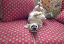 Hund spelar tard