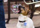 Brought you a bubble
