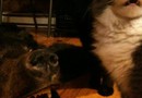 Is bear ok