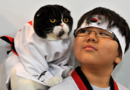 Karate Kitty