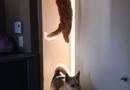 Småtokig katt 