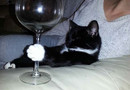 Sofistikerad Katt 