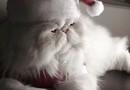 Santa Claws