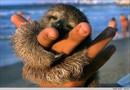 Pygmy sloth