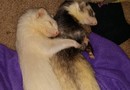 Ferret cuddles